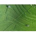 Квадрокоптер DJI Mavic Air
